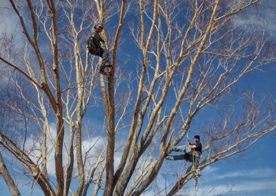 Tree Experts at Wilson Tree Works